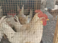 Chickens — fotografija 1