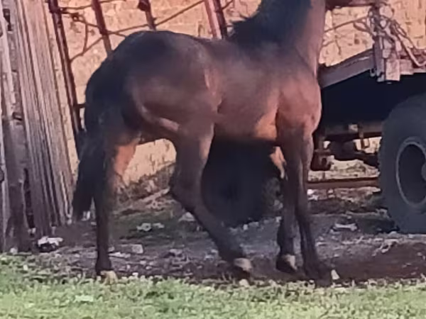 Ngựa (lô, chưa xác định giới tính), Horse breed