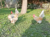 سراما — عکس 3