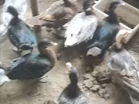 Ducks — 1 зураг