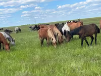 Kuda betina, Kazakh horse — foto 1
