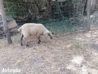 Får, White Suffolk sheep — foto 6