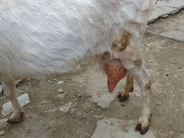 Ged, Saanen goat