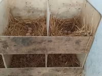 Australorp — Foto 3