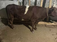 গাভী, Russian Black pied cattle — ছবি 4