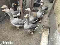 Geese — Foto 7