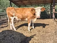 Lembu betina, Limousin cow — foto 2