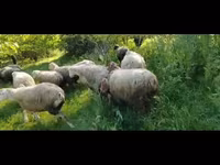 بھیڑ, بھیڑیں — تصویر 3