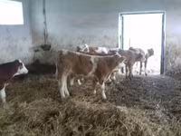 Býk, Simmental cattle — foto 1