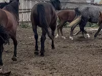 اسب نر, Kushum Horse — عکس 3