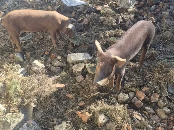 Krmača, Дюрок