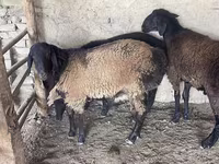 公羊, Rhon sheep — 照片 4