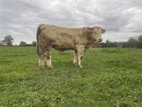 ثور, Charolais cattle — الصورة 4