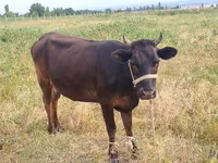 Mucca, Bovini — foto 2