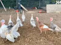 Turkeys — foto 1