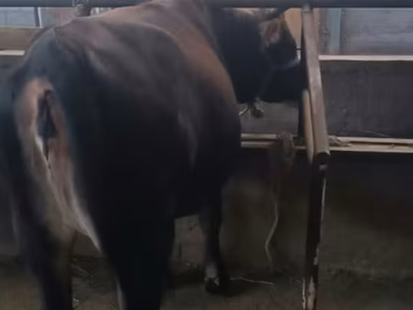 Bulle, Swiss cattle