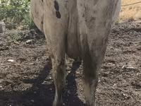 Сиыр, Russian Black pied cattle — 6-сурет