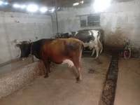 Vacă, Bovine — foto 2