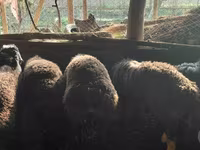 Beran, Hissar sheep — foto 2