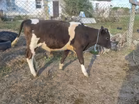 گاو نر, گاو — عکس 1