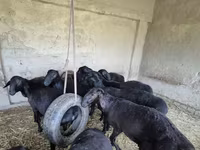 Beran, Blackheaded Persian sheep — foto 1