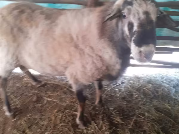 雄羊, Assaf sheep