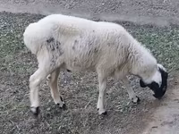 كبش, الأغنام — الصورة 5