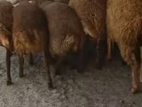 Wad, Sheep — sawirka 7