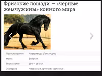 اسب نر, Friesian — عکس 3