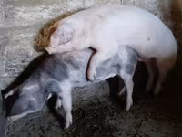 გომელი, Ландрас — ფოტო 1
