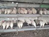 Chickens — fotografija 2