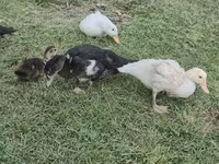 مسکوی خانگی — عکس 6