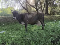 Ko, Swiss cattle — foto 3