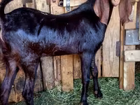 بز نر, Kamori goats — عکس 1