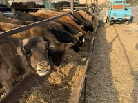 Bik, Swiss cattle — fotografija 3