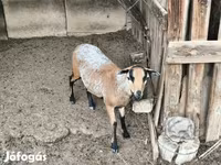 Dume la kondoo, Cameroon sheep — picha 1