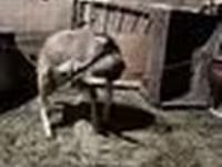 Billy Goat, Nubian Goat — photo 7