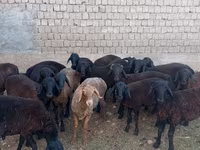 Kambing jantan, Blackheaded Persian sheep — foto 1