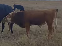 Touro, Simmental cattle — foto 1