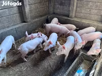 Babi betina, Pigs — foto 6