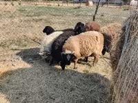 Vædder, Tsigai sheep — foto 7