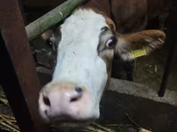 Կով, Simmental cattle — լուսանկար 4