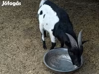 Țap, Nigerian dwarf goats — foto 2