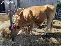 Krava, Simmental cattle — fotografija 1