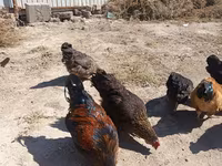 Chickens — عکس 1