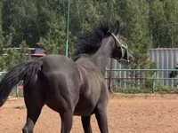 Kuda jantan, Trakehner — foto 1