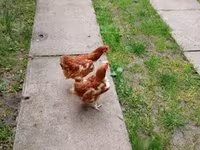Chickens — fotografija 3