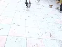 آنکونا — عکس 3