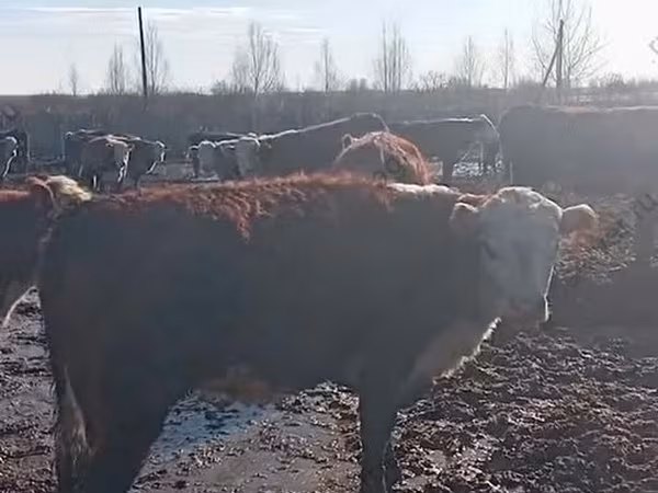 Cow, Hereford — Russia