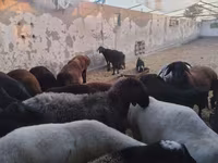 Kambing jantan, Sheep — foto 5